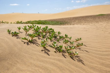 zielone rośliny w wydmie przed pustynnym krajobrazem.