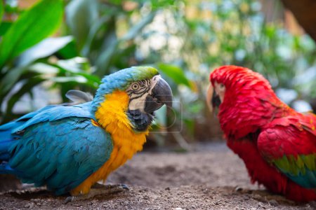 Téléchargez les photos : Perroquets : aras écarlate. Quelques aras bleus et rouges. - en image libre de droit