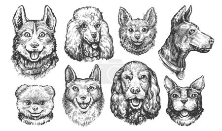 Zestaw szkiców ras psów. Kolekcjonerskie głowy lub portrety psów lub szczeniąt. Ilustracja zwierząt domowych