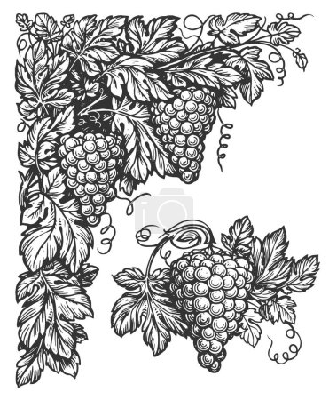 Foto de Grabado de vid. Esquina con vid. Planta vinícola con uvas, zarcillos y hojas. Viñedo, cosecha para la elaboración del vino - Imagen libre de derechos