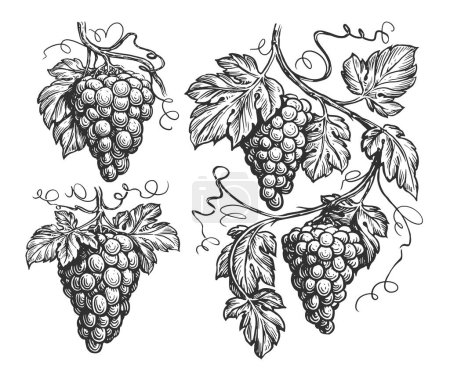 Foto de Vine, ilustración del boceto de vid aislada. Uvas dibujadas a mano con hojas en estilo grabado vintage - Imagen libre de derechos