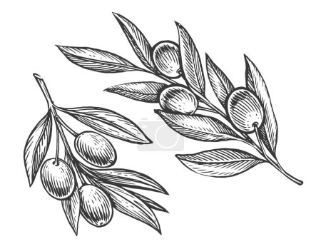 Foto de Rama de olivo con hojas y aceitunas. Alimento natural extra virgen, sano y ecológico. Bosquejo vintage grabado - Imagen libre de derechos
