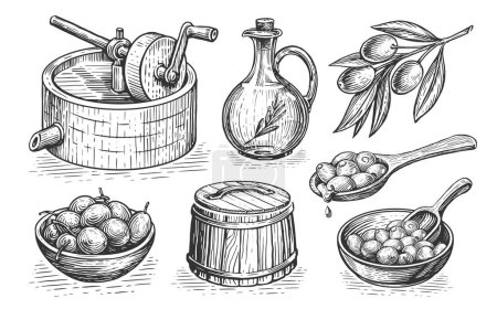 Foto de Concepto de aceite de oliva. Alimento orgánico saludable de granja natural. Ilustración dibujada a mano en estilo grabado vintage - Imagen libre de derechos