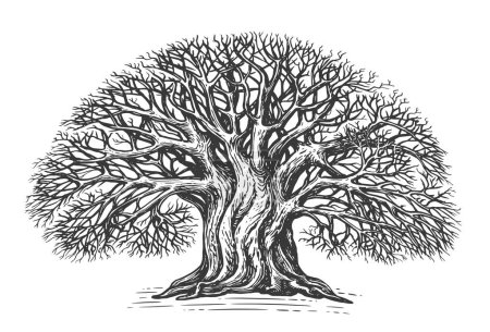 Branched tree without leaves, sketch. Large oak in vintage engraving style. Hand drawn vintage illustration