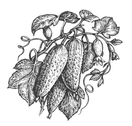Téléchargez les photos : Cucumbers with leafs and flowers isolated on white background. Fresh farm organic vegetables, sketch illustration - en image libre de droit
