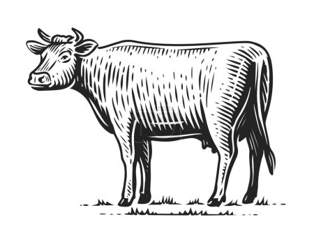 Téléchargez les photos : Cow grazing, sketch. Hand drawn farm animal vintage illustration - en image libre de droit
