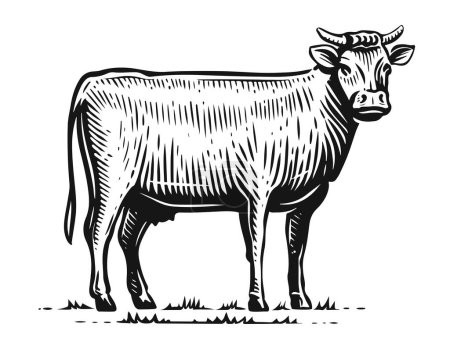 Téléchargez les photos : Vache laitière debout sur toute la longueur, vue de côté dans le style croquis. Illustration vintage dessinée à la main. Animaux de ferme isolés - en image libre de droit