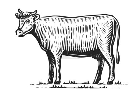 Téléchargez les photos : Croquis de vache laitière. Dessin à la main animaux de ferme. Vache debout - en image libre de droit