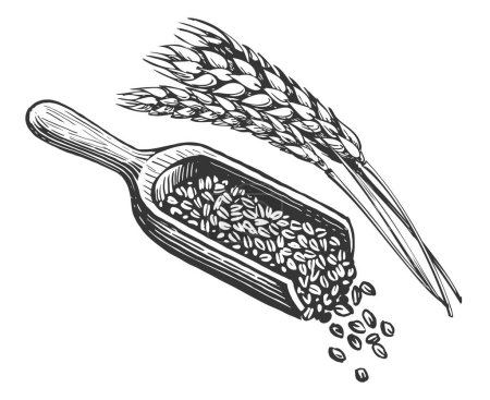 Foto de Granos de trigo, pala de madera y espigas de trigo. Alimento orgánico saludable de granja natural. Ilustración de bocetos vintage - Imagen libre de derechos