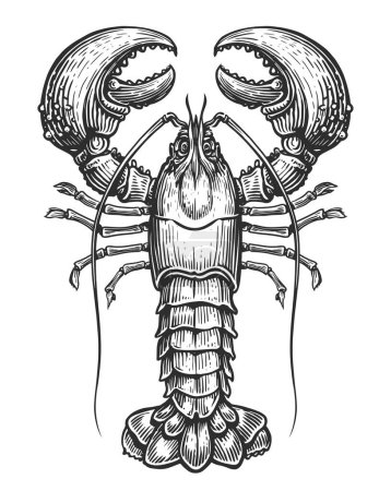 Photo for Lobster, seafood. Crustacean aquatic animal in vintage engraving style. Cancer with claws sketch illustration - Royalty Free Image