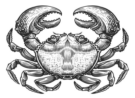 Téléchargez les photos : Crabe isolé. Animal aquatique crustacé en style gravure vintage. Illustration de croquis de fruits de mer - en image libre de droit