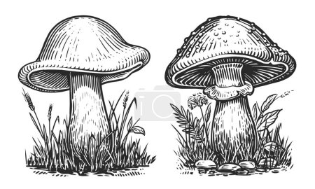 Mushrooms in vintage engraving style. Hand drawn sketch illustration