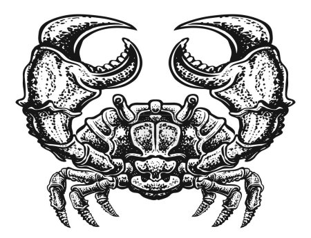 Téléchargez les photos : Crabe aux griffes isolées. Animal aquatique crustacé en style gravure vintage. Illustration de croquis de fruits de mer - en image libre de droit