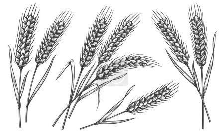 Foto de Conjunto de espigas de trigo aisladas sobre fondo blanco. Dibujos a mano ilustración de bocetos. Panadería granja concepto de alimentos - Imagen libre de derechos