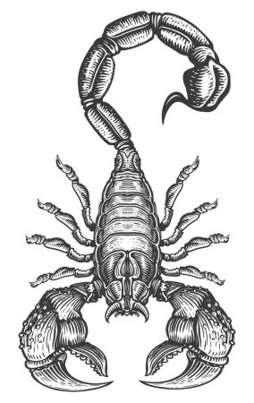 Téléchargez les photos : Scorpion isolé sur fond blanc. Tatouage illustration sketchy - en image libre de droit