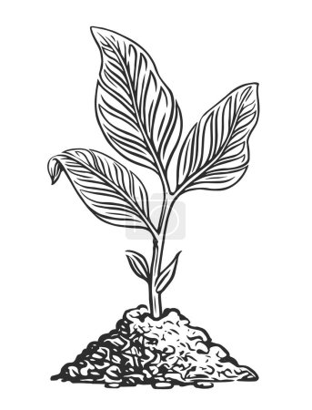 Foto de Brota con hojas que crecen del suelo. Dibujo de planta joven ilustración - Imagen libre de derechos