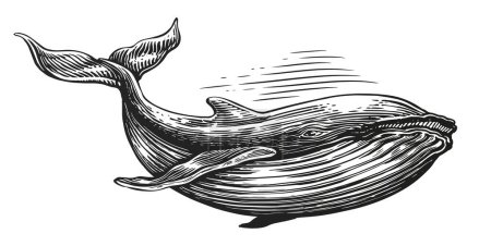 Téléchargez les photos : Baleine à bosse, esquisse style gravure. Illustration dessinée à la main. Animal sous-marin isolé - en image libre de droit