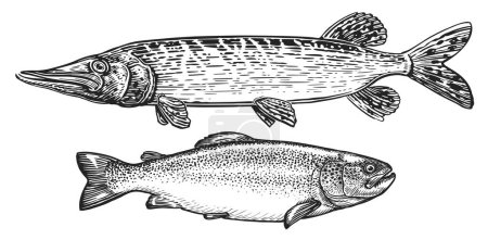 Téléchargez les photos : Jeu de poissons. Truite et brochet vue de côté, gravure croquis. Illustration de pêche - en image libre de droit