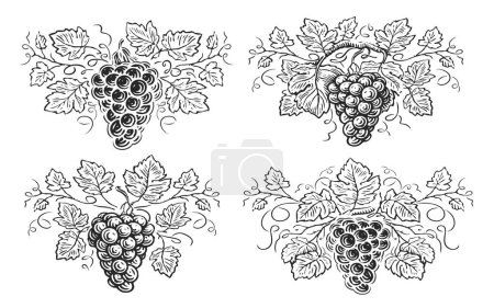 Téléchargez les photos : Branche de raisin avec feuilles et baies. Vigne décorative. Esquisse de vigne dessinée à la main illustration - en image libre de droit