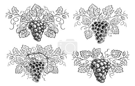Foto de Uvas elaboradas a mano con bayas y hojas en estilo grabado. Ilustración para menú de restaurante o etiqueta de vino - Imagen libre de derechos