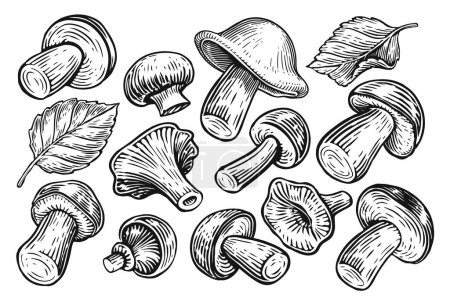 Photo for Set of mushrooms isolated on white background. Hand drawn sketch illustration - Royalty Free Image