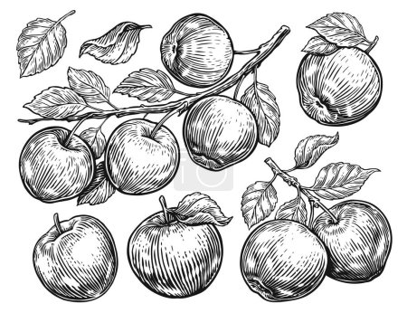 Photo for Set of sketches with apples and leaves. Hand drawn illustration with fruits. Vintage sketch engraving - Royalty Free Image