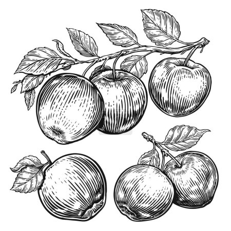 Photo for Hand drawn apples set. Fruits sketch. Black and white illustration - Royalty Free Image