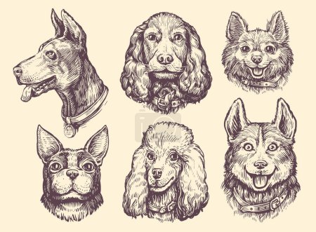 Illustration for Set of portraits of heads of Dogs of different breeds. Cute pet animals collection. Dog and puppy vector illustration - Royalty Free Image