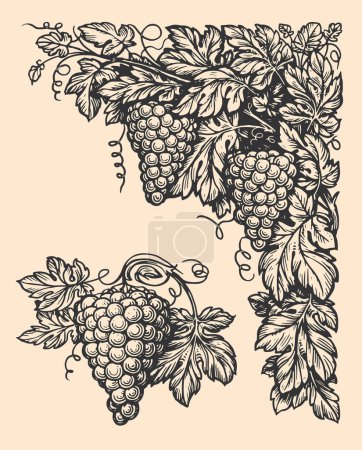 Illustration for Vintage illustration of grape branch with leaves. Corner frame element for label design. Sketch vector in retro style - Royalty Free Image