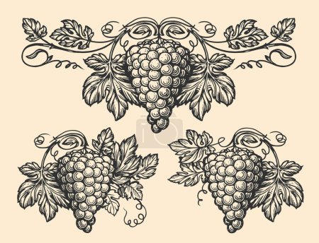 Grapevine pattern set sketch. Hand drawn vine, grape bunches and leaves. Vineyard vector illustration vintage engraving