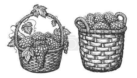 Korb mit reifen Trauben isoliert auf weiß. Weinbergkonzept. Skizzenvektorillustration im Stil der Vintage-Gravur