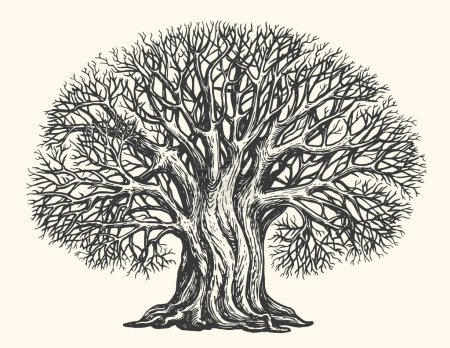 Illustration for Branched tree without leaves, sketch. Engraved large growing oak. Nature concept. Hand drawn vintage vector illustration - Royalty Free Image