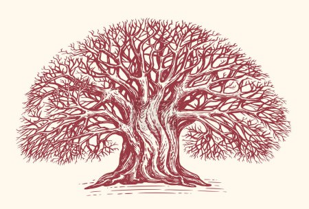 Téléchargez les illustrations : Deciduous branched tree without leaves, hand drawn in vintage engraving style. Big oak sketch. Vector illustration - en licence libre de droit