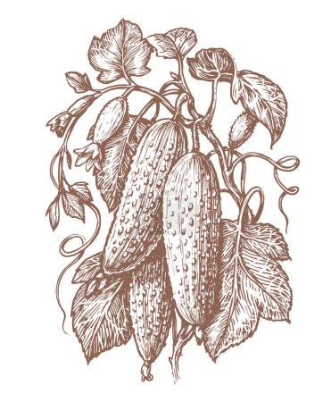 Téléchargez les illustrations : Hand drawn illustration of cucumbers and flowers on branch. Fresh farm organic vegetables sketch. Vector illustration - en licence libre de droit