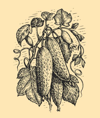 Illustration for Cucumber and gherkin sketch. Cucumbers with leaf and flowers. Growing vegetables, vector illustration in engraving style - Royalty Free Image