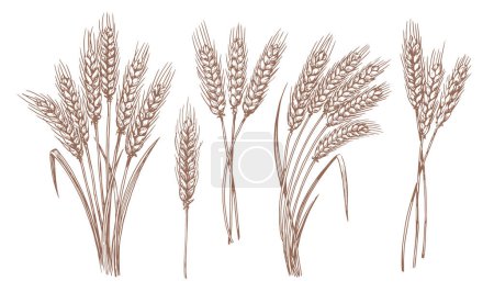 Ilustración de Whole stalks wheat ears spikelets with grains. Design element for bakery or flour. Organic vegetarian farm food vector - Imagen libre de derechos
