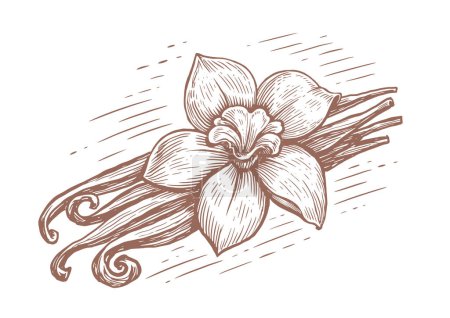 Illustration for Vanilla pods and orchid flower. Vanillas spicy herbs. Hand drawn vintage engraving style sketch. Vector illustration - Royalty Free Image