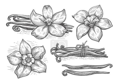 Illustration for Vanilla pods and orchid flower, sketch vector illustration. Vanillas spicy herbs set - Royalty Free Image