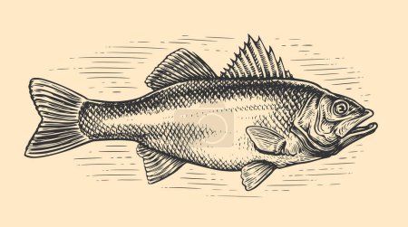 Téléchargez les illustrations : Hand drawn Sea Bass, whole fish, sketch in vintage engraving style. Fishing, Seafood concept. Vector illustration - en licence libre de droit