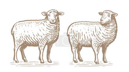 Illustration for Hand drawn standing sheep in sketch style. Wool, lamb symbol. Farm animal vintage vector illustration - Royalty Free Image