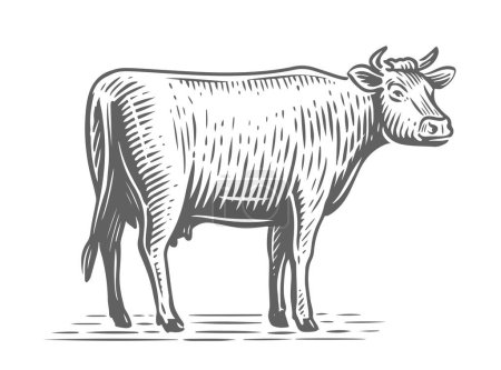 Ilustración de Esbozo de vaca lechera. Animal de granja. Vaca dibujada a mano, de pie de cuerpo entero delante de fondo blanco. Ilustración vectorial - Imagen libre de derechos