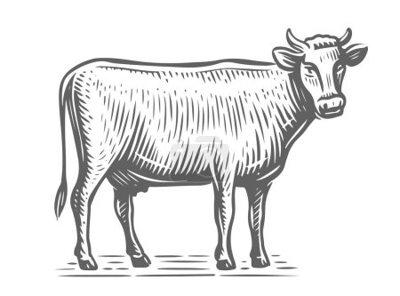 Téléchargez les illustrations : Animal de ferme. Croquis de vache laitière. Vache dessinée à la main, debout sur toute la longueur devant un fond blanc. Illustration vectorielle - en licence libre de droit