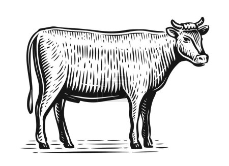 Téléchargez les illustrations : Croquis d'animaux de ferme. Taureau dessiné à la main, debout sur toute la longueur devant le fond blanc. Illustration vectorielle - en licence libre de droit