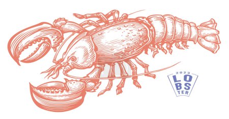 Ilustración de Langosta, mariscos. Animal acuático crustáceo en estilo grabado vintage. Dibujo vector ilustración - Imagen libre de derechos