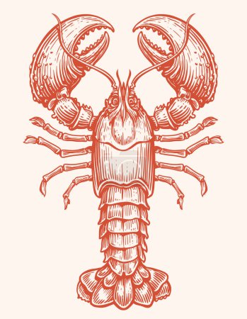 Illustration for Crayfish, seafood vector. Crustacean aquatic animal, lobster in vintage engraving style. Sketch illustration - Royalty Free Image