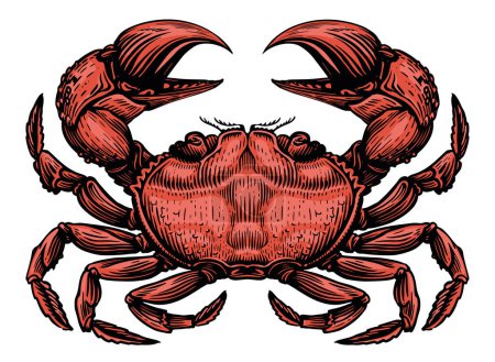 Téléchargez les illustrations : Crabe rouge isolé sur fond blanc. Illustration vectorielle des animaux marins, fruits de mer - en licence libre de droit