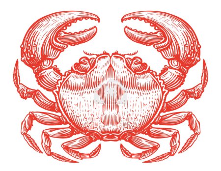 Téléchargez les illustrations : Crabe rouge entier. Animal aquatique crustacé en style gravure vintage. Fruits de mer, croquis vectoriel illustration - en licence libre de droit