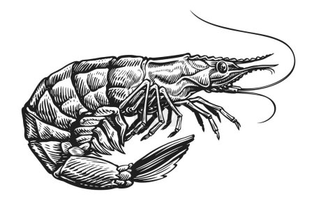 Téléchargez les illustrations : Crevettes tigrées noires crues sur fond blanc. Crevette entière, illustration vectorielle de fruits de mer - en licence libre de droit