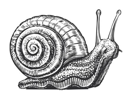 Ilustración de Gran caracol arrastrándose boceto. Animal invertebrado en estilo grabado vintage. Ilustración vectorial - Imagen libre de derechos