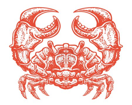 Illustration for Red crab isolated on white background. Seafood, sea animal vector illustration - Royalty Free Image